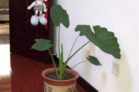 闊葉植物有哪些 平行尺用法